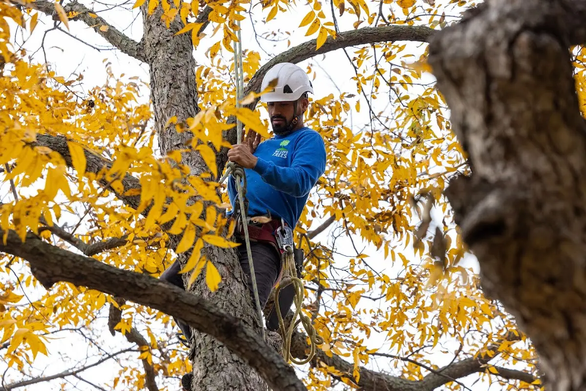 Skilled Tree Transplanting crew working in Decatur